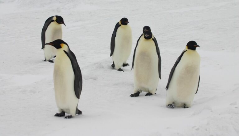 Een groep van vijf keizerspinguïns die over de witte sneeuwvlakte van Antarctica wandelt tijdens een expeditie.