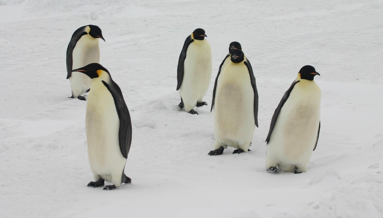 Een groep van vijf keizerspinguïns die over de witte sneeuwvlakte van Antarctica wandelt tijdens een expeditie.