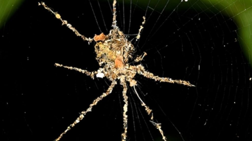 Cyclosa spin pop in web