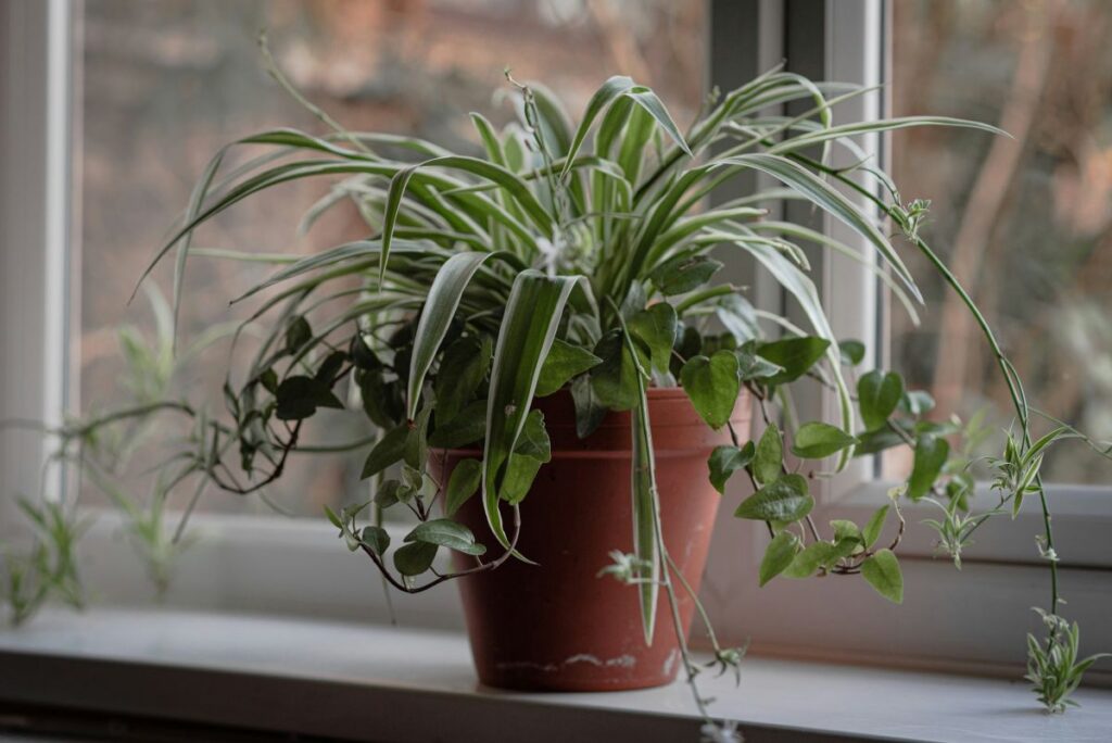 De chlorophytum comosum