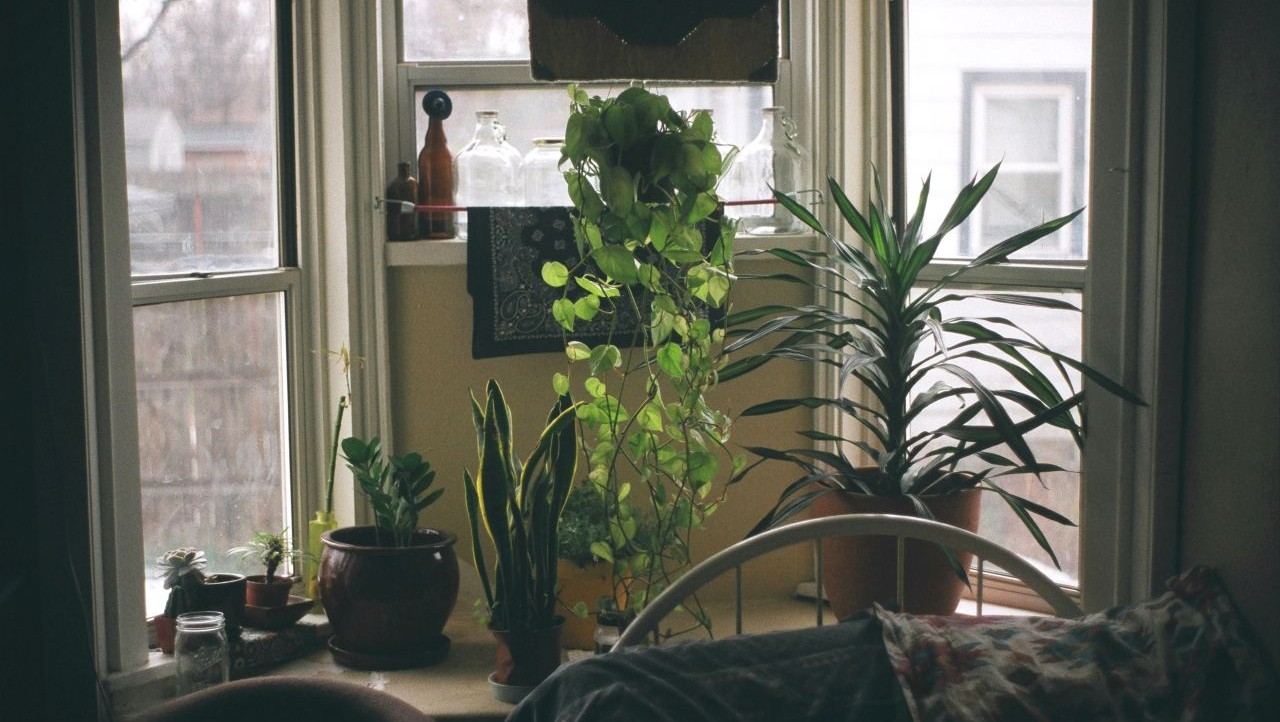 Stel onverwoestbare planten voor mannen zonder groene vingers in het raamkozijn.
