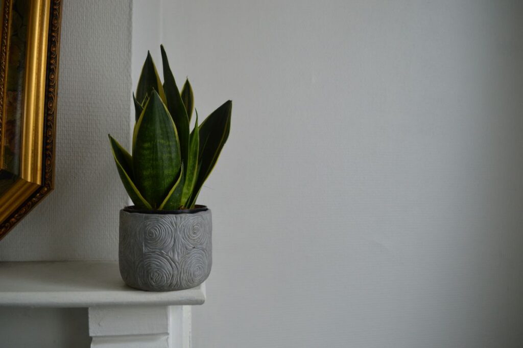 De sansevieria