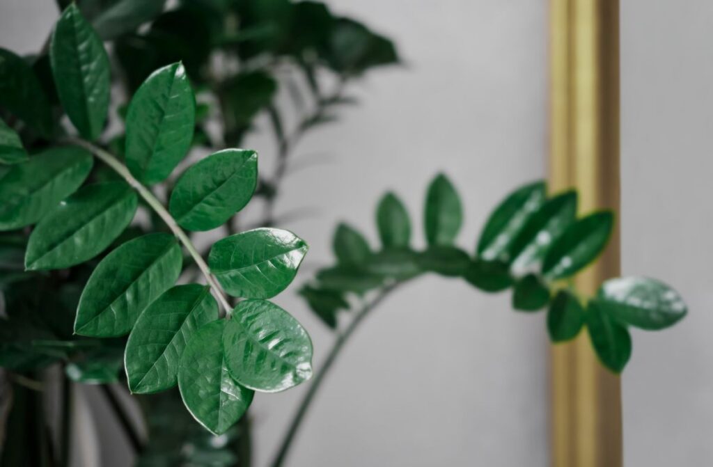 De zamioculcas