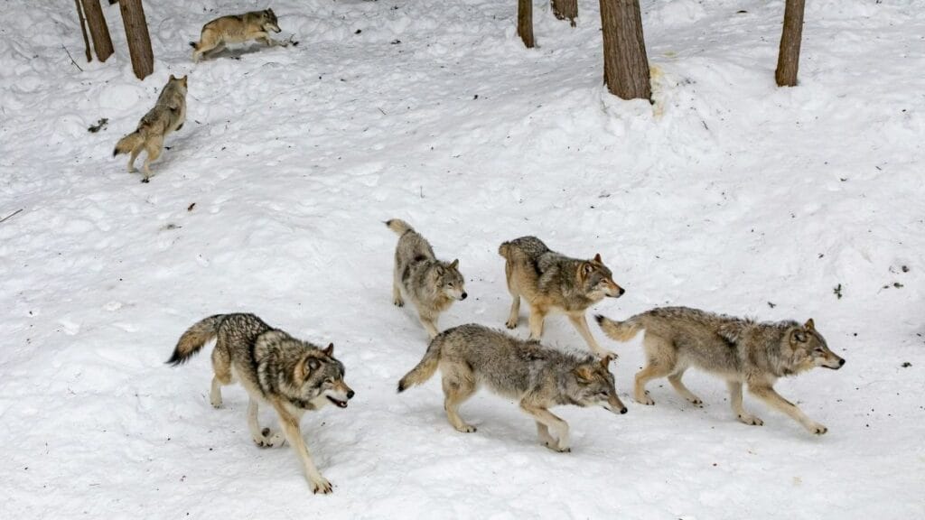 grijze wolven jagen