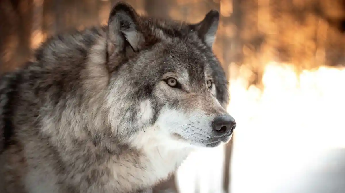 Grijze wolf op het strand van Alaska op zoek naar zeeotters
