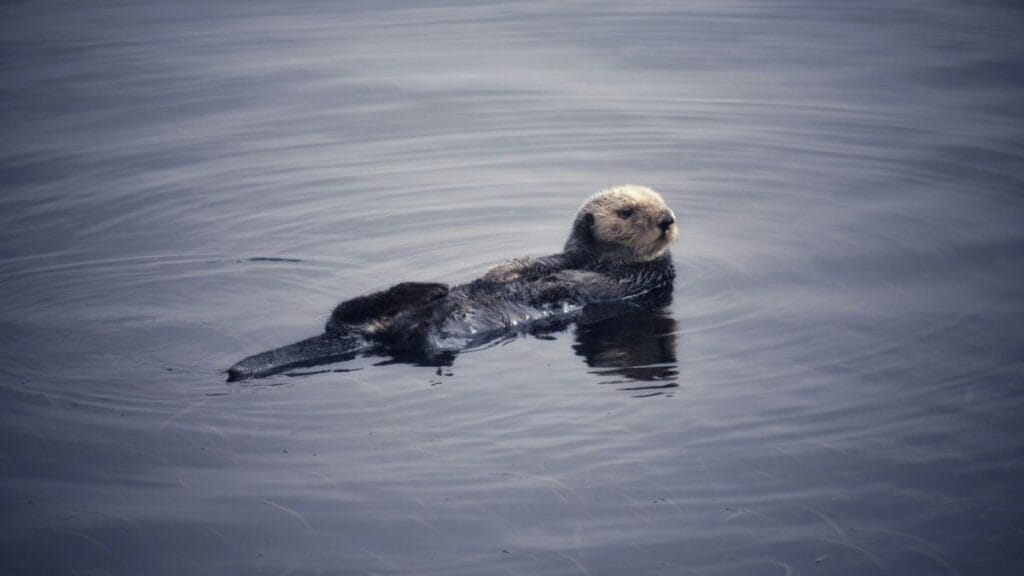 zeeotter zwemt