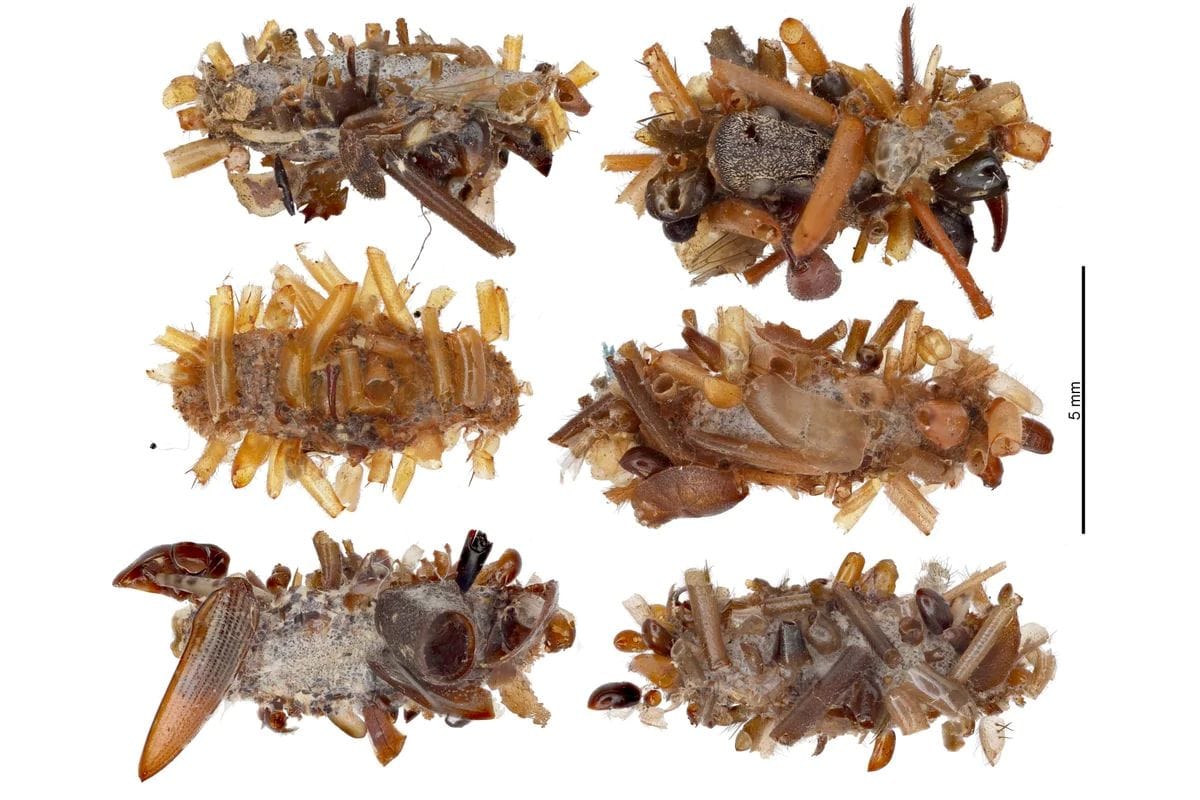 Gecamoufleerde rups