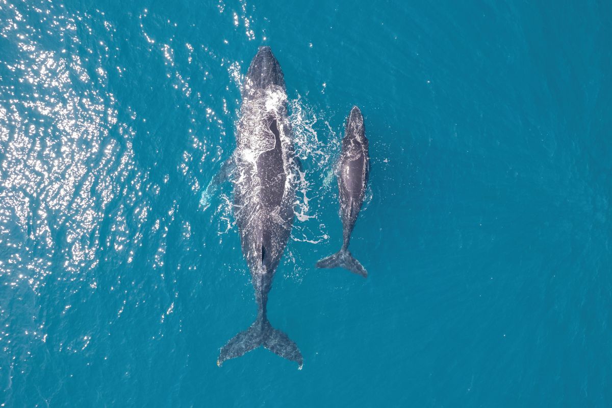 Walvissen zwemmen in de oceaan