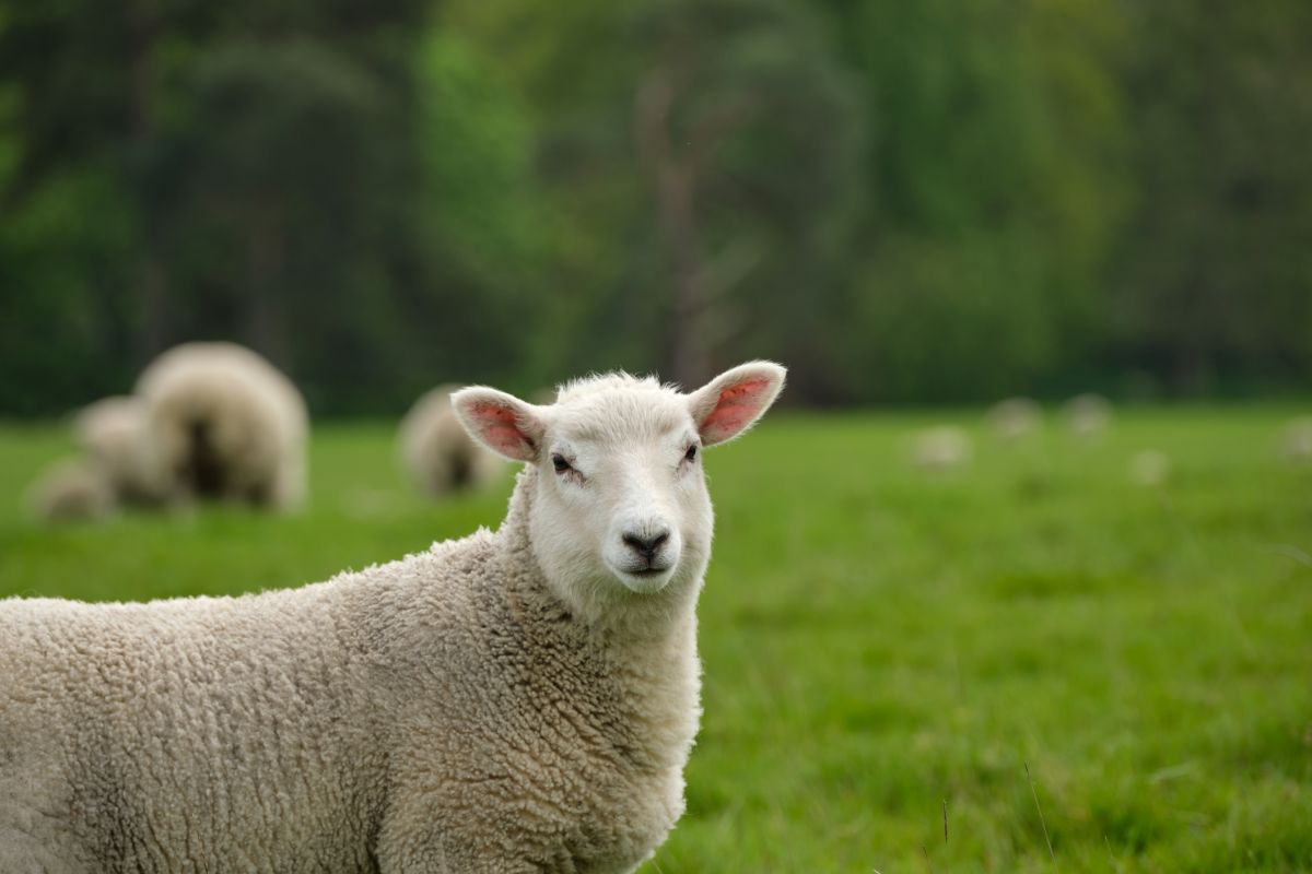 Schaap met wol in de wei
